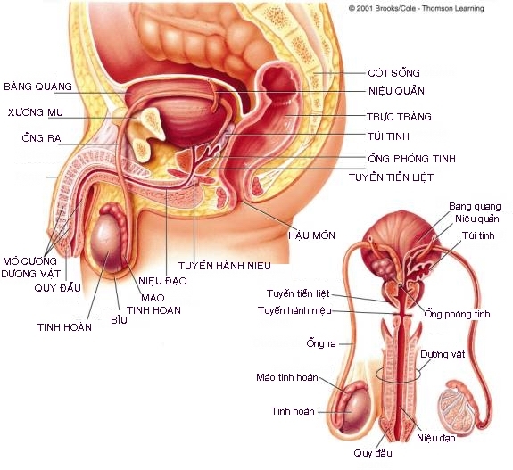 anh-co-quan-sinh-duc-nam-ro-net-tung-bo-phan-anh-1