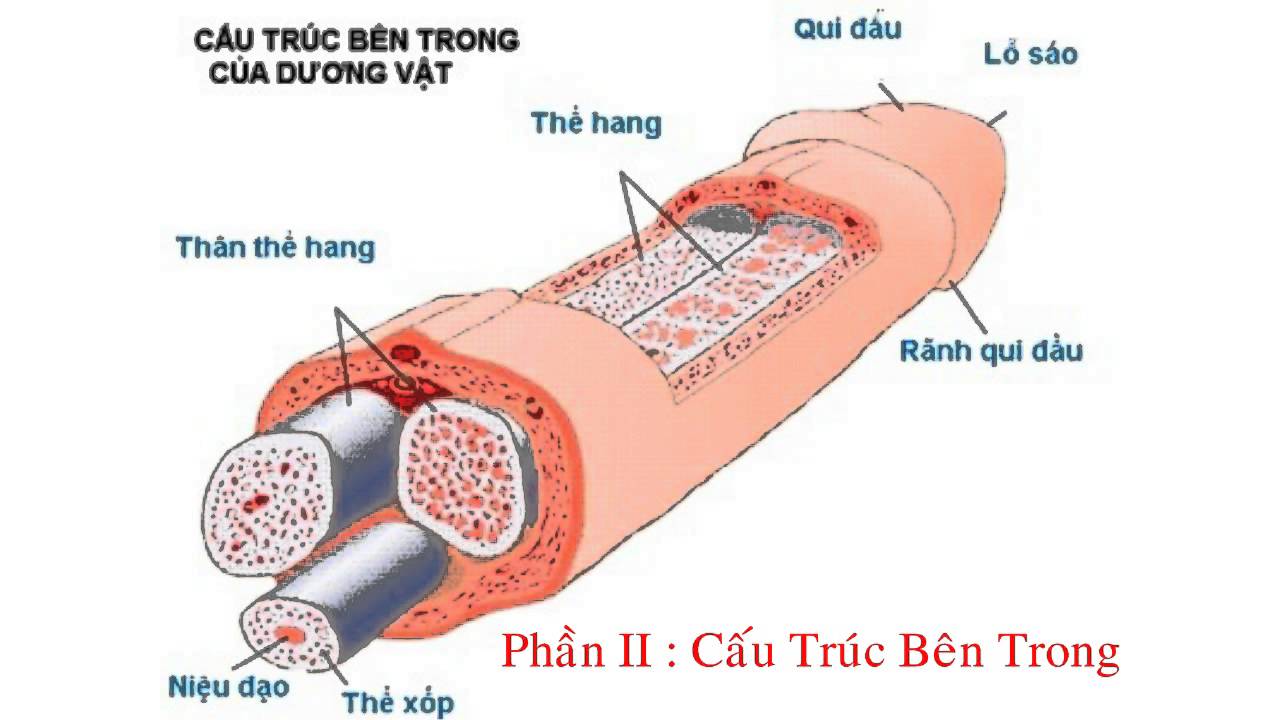 anh-co-quan-sinh-duc-nam-ro-net-tung-bo-phan-anh-2