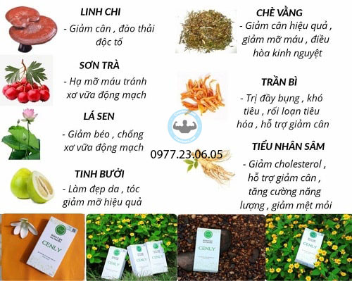 Thành phần của viên uống giảm cân Cenly