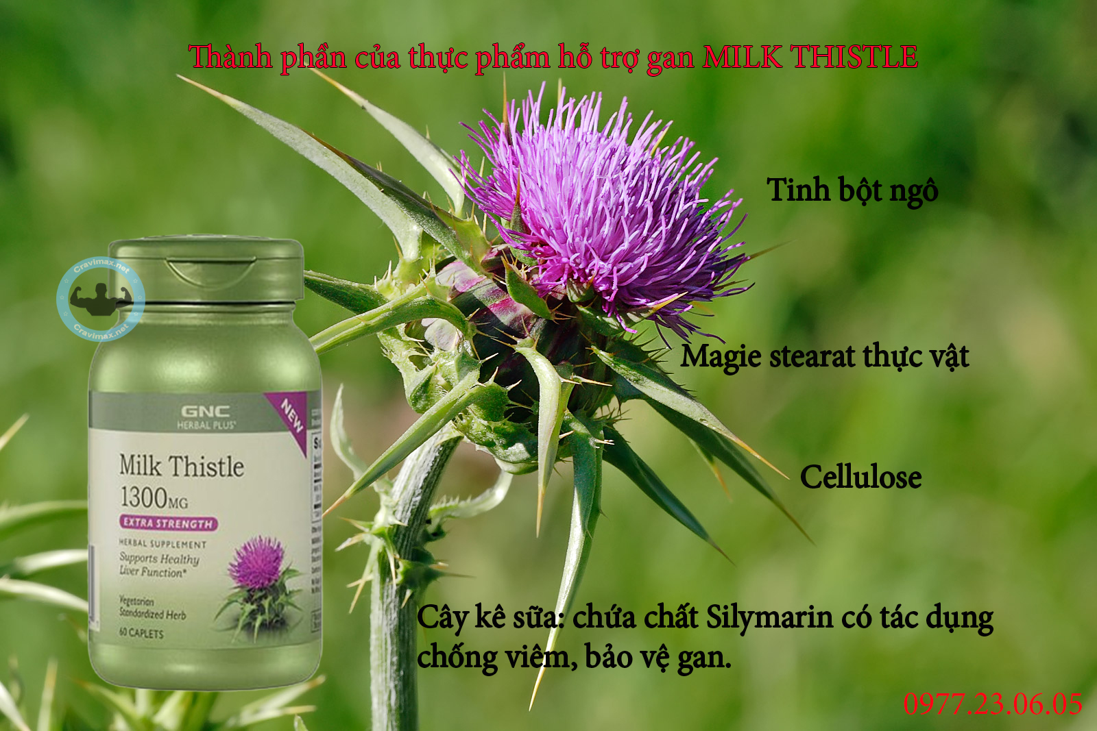 Thành phần chủ yếu của Milk Thistle