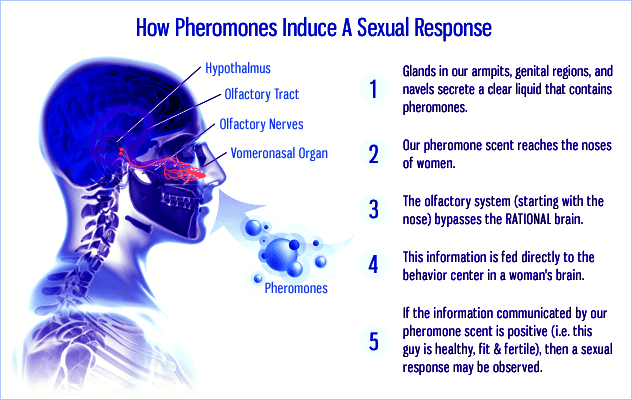 nước hoa kích dục pheromone