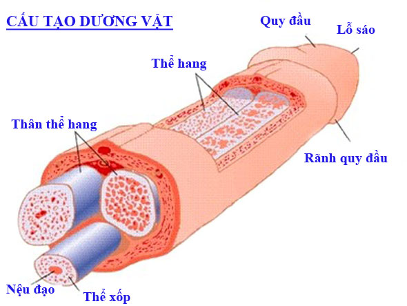 cau-tao-duong-vat